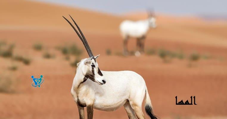 اسماء بنات فخمة أميرات 4 اسماء بنات فخمة أميرات